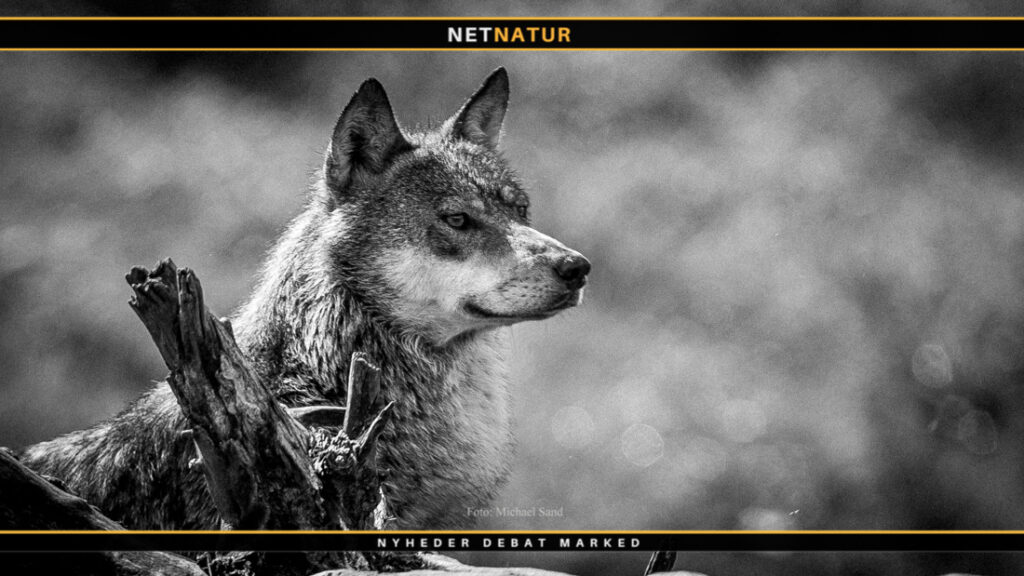 Video viser ulv, der tager et rådyr i en baghave