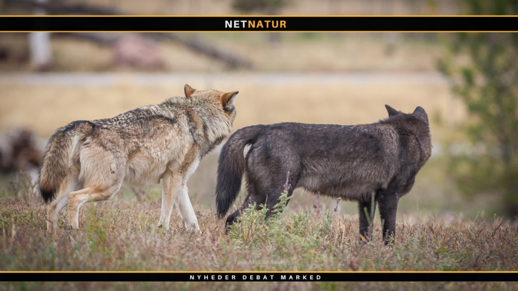 Dømte i ulvesag fastholder at byretten fejede, da den nedlagte ulv ikke blev DNA undersøgt