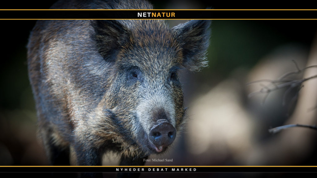 Fælde til vildsvin Fælde til vildsvin