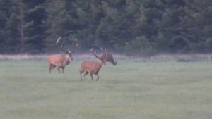 Egon Bennetsen ser på "hovedløs forvaltning" af kronvildt