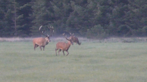 Egon Bennetsen ser på "hovedløs forvaltning" af kronvildt