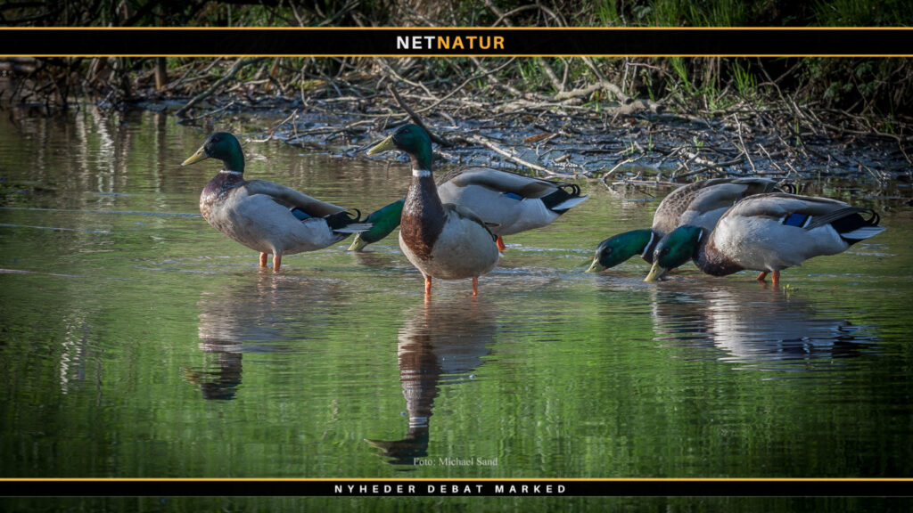 Flere penge til vådområder i 2022