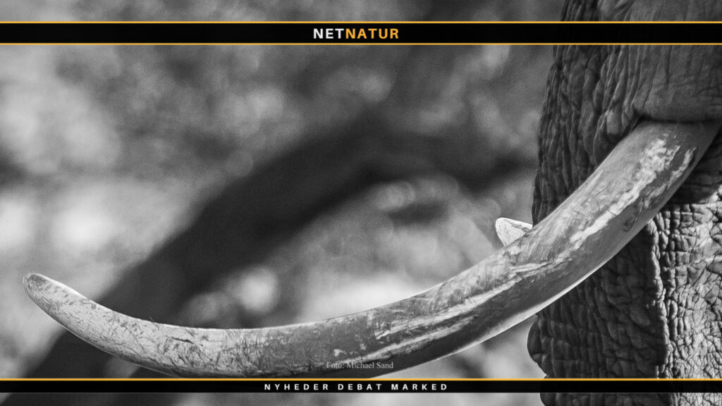 Elefantjagt i Namibia