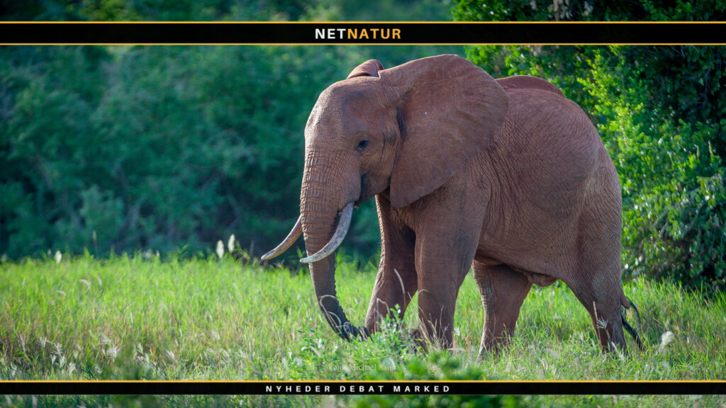 EU stopper for handel med elfenben