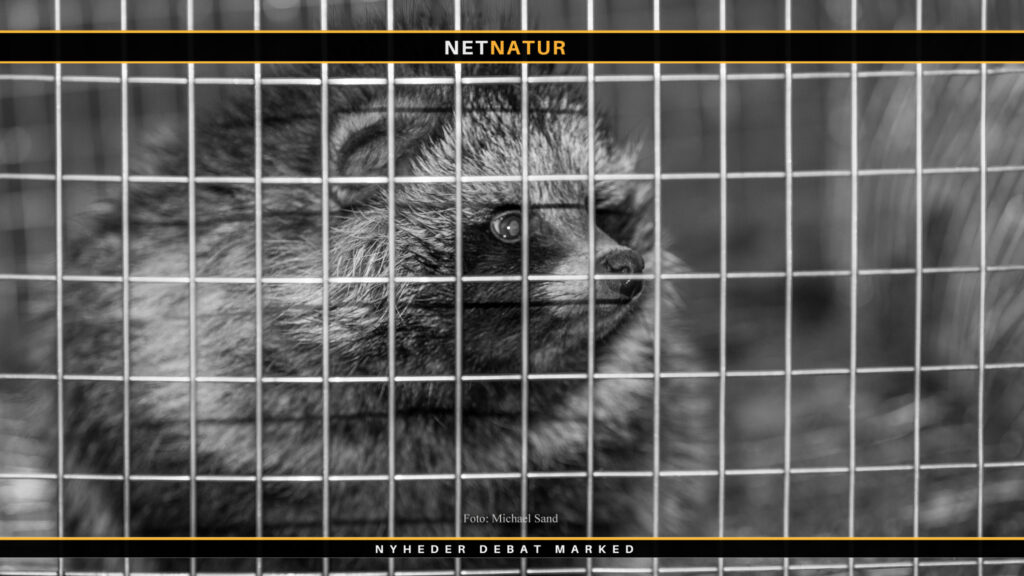 Ny forening til bekæmpelse af mårhunde efterlyser flere penge Ny forening til bekæmpelse af mårhunde efterlyser flere penge