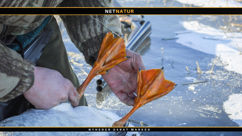 Mange sædgæs dropper Danmark som vinterkvarter