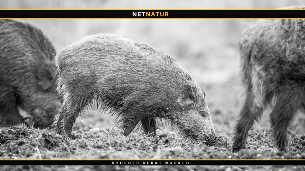 Udryddelsen af de sidste danske vildsvin går ikke som planlagt