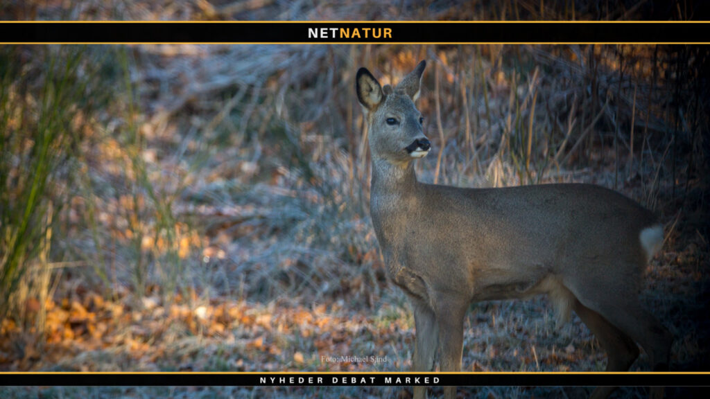 Naturstyrelsen udlejer 192 ha jagt på Sjælland