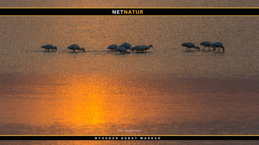 Ulvedybet - absolut et besøg værd