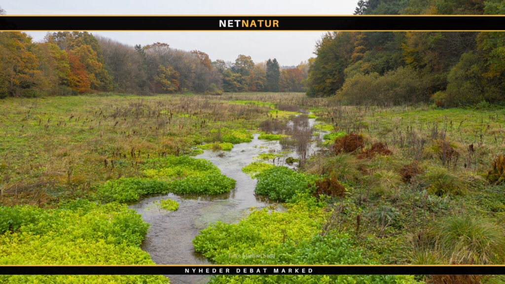 Lakseyngel på nyt lavvandet stryg sætter rekord