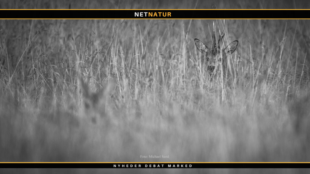 Schweisshundefører advarer mod halsskud