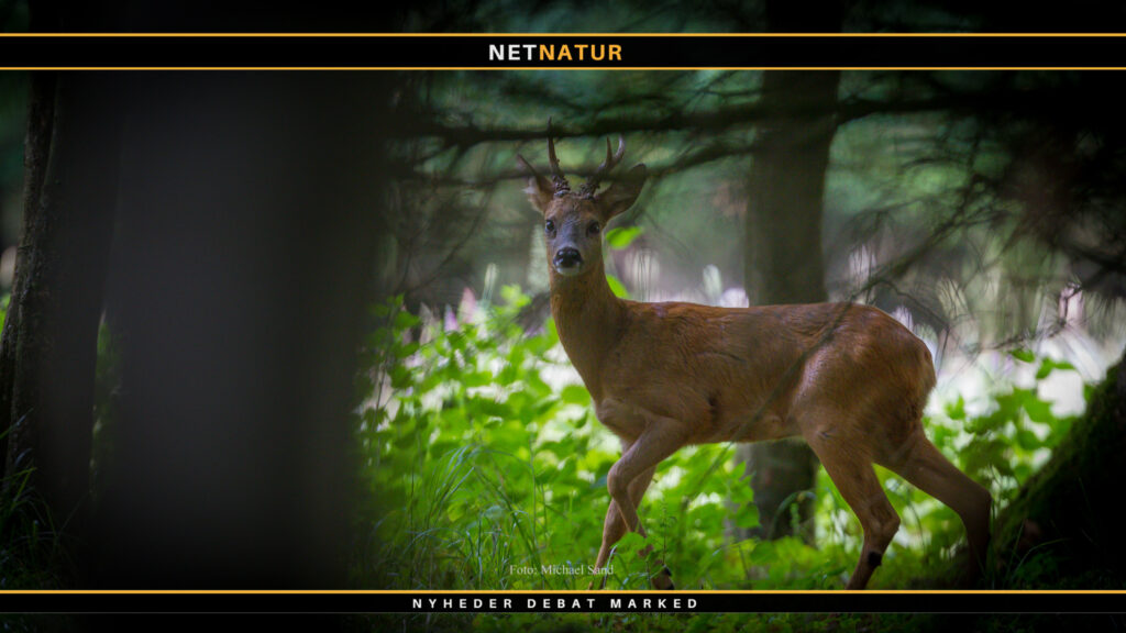 Naturstyrelsens forvaltning af fællesejet – og dertil hørende jagtprivilegier Naturstyrelsens forvaltning af fællesejet – og dertil hørende jagtprivilegier