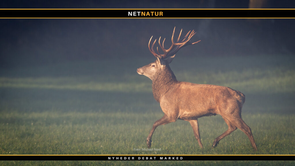 Jagtfilm viser 40 skud på fem minutter