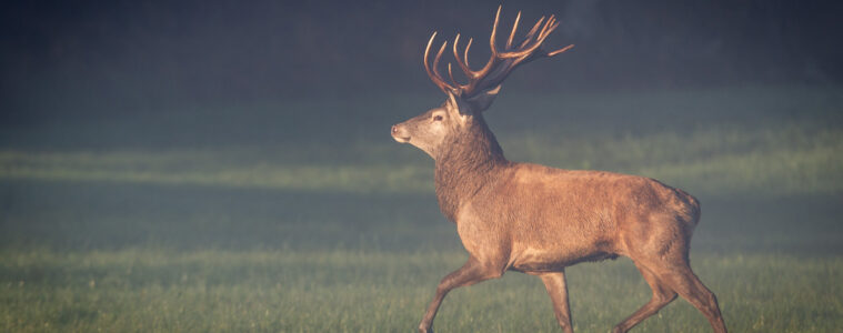 Jagtfilm viser 40 skud på fem minutter
