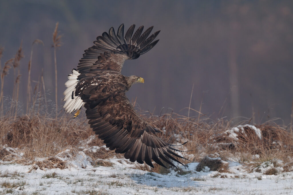Ny viden om de danske havørne