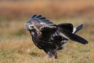 Danmarks mest frugtbare han-kongeørn er fundet død