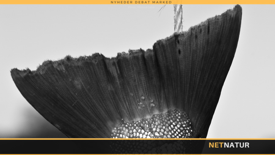 Laksestammen i Storå er stadig selvreproducerende Laksestammen i Storå er stadig selvreproducerende