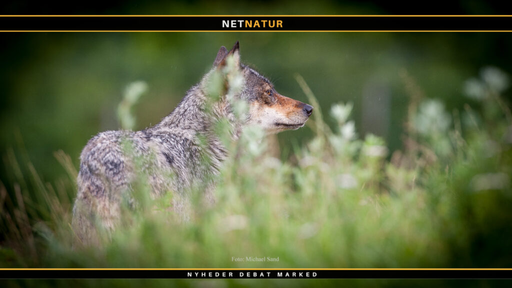 Nyt ulvepar har etableret sig i Jylland