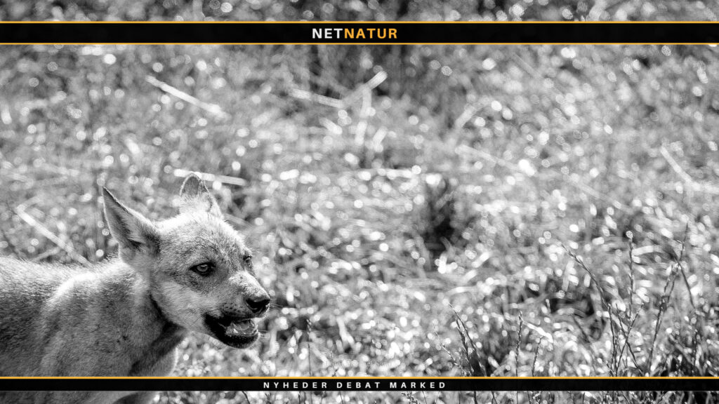 Ulve blandet med hunde skal i følge EU’s habitatdirektiv aflives