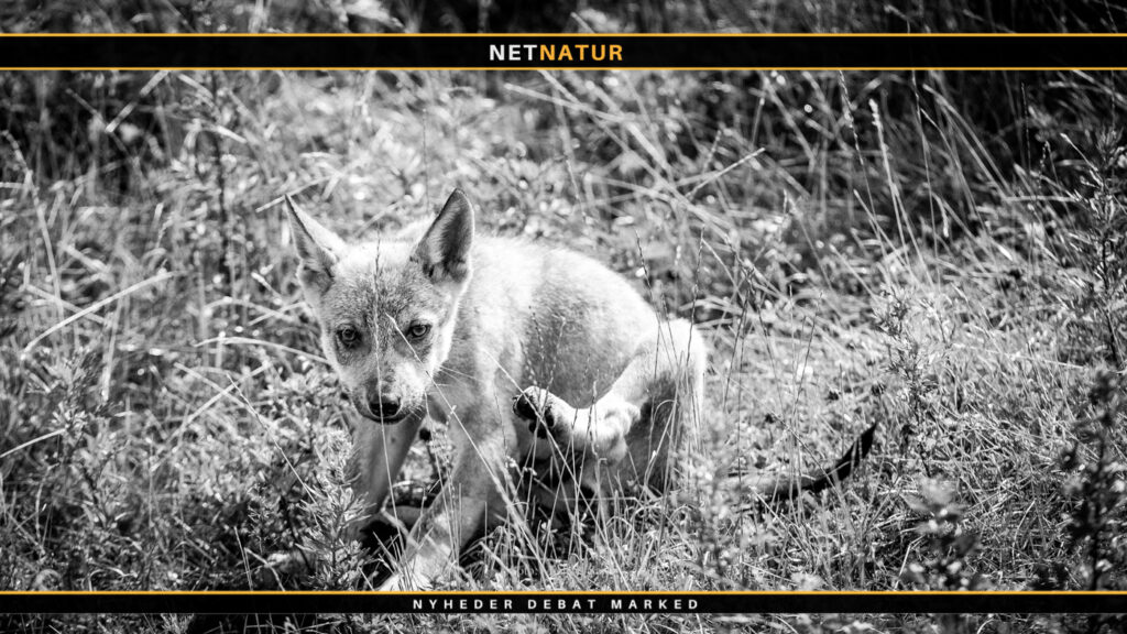 Miljøstyrelsens status for ulve i Danmark 2018