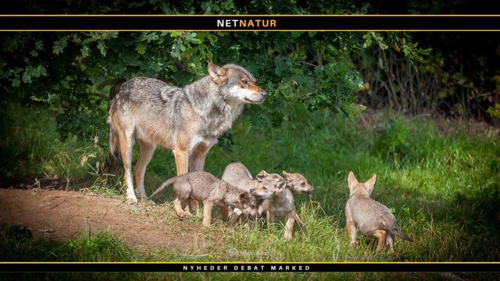 Avl af ulve-hybrider meldt til politiet