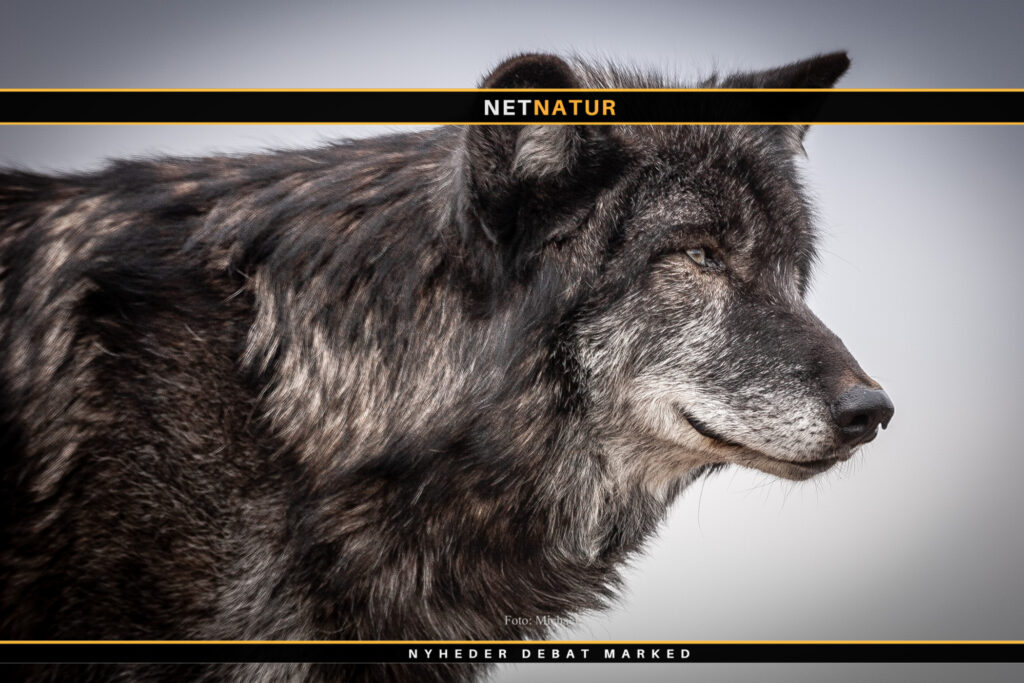 Hvor sikre er de sikre ulvehegn?