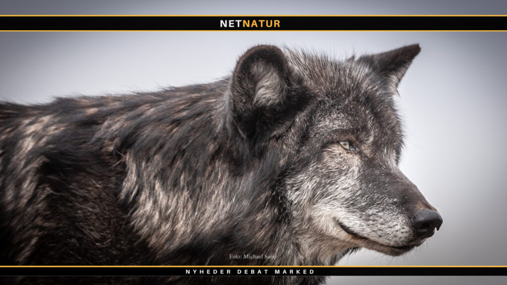 Ulvelignende dyr angreb kvinde, som gik tur med sin hund Ulvelignende dyr angreb kvinde, som gik tur med sin hund