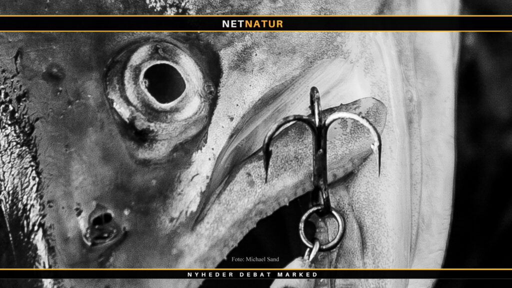 Hvordan fanger man en laks i Skjern Å?