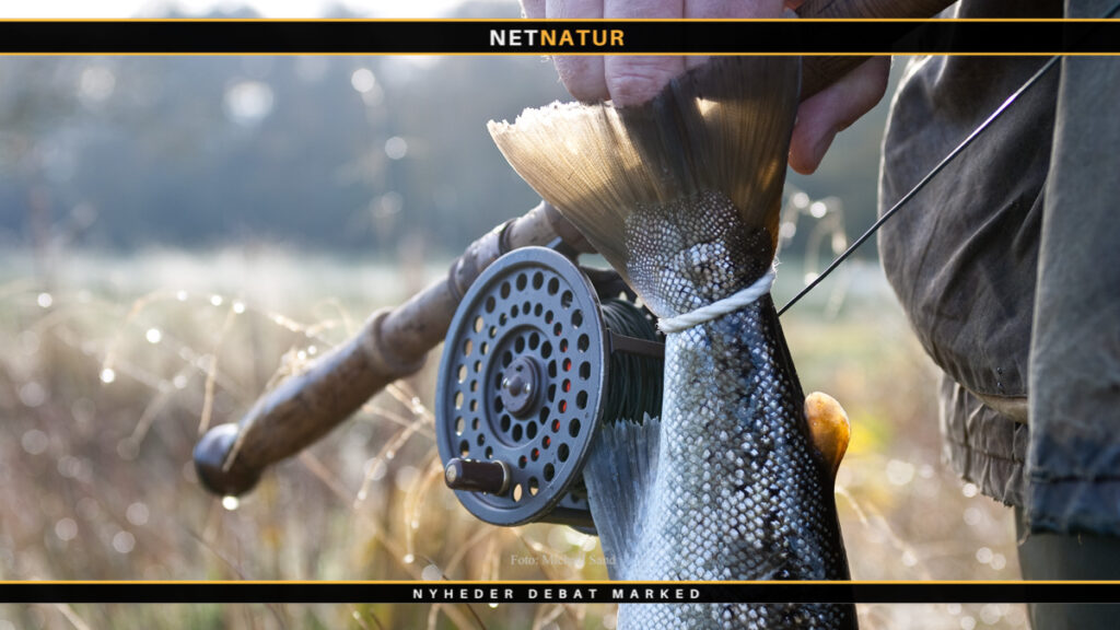 Havørreder fra Karup å kommer langt omkring