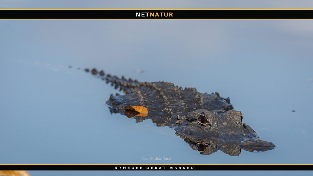 Jagt på alligator