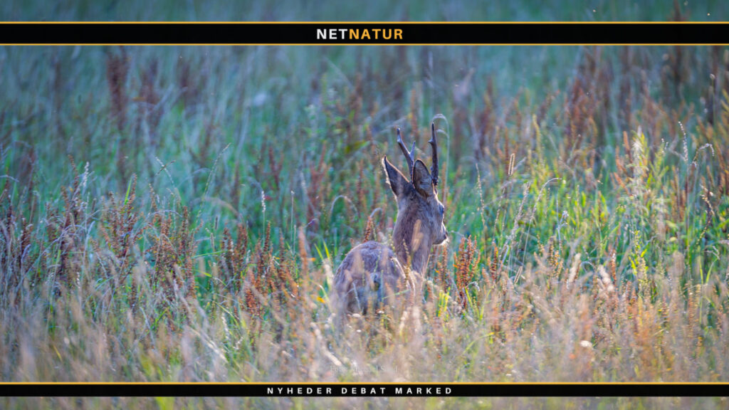Naturstyrelsen udlejer jagt i Oksbøl skov