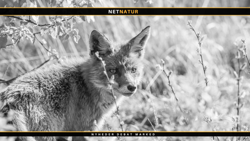 Overraskende effektivt rævekald