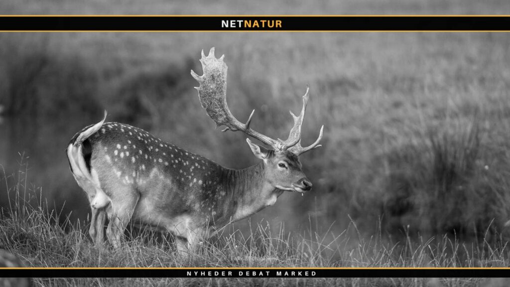 Historisk buejagt på stor dansk dåhjort