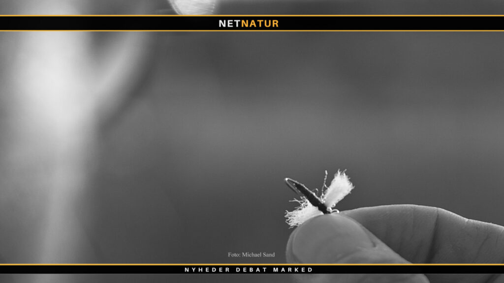 Video stiller skarpt på havørreder og tørfluer