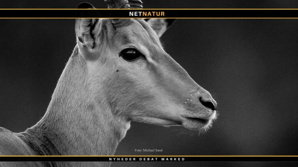 Verdens største impala til salg