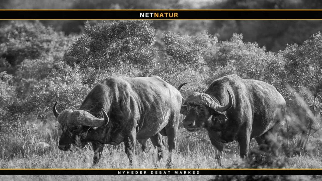 Bøffeljagt i Sydafrika Bøffeljagt i Sydafrika