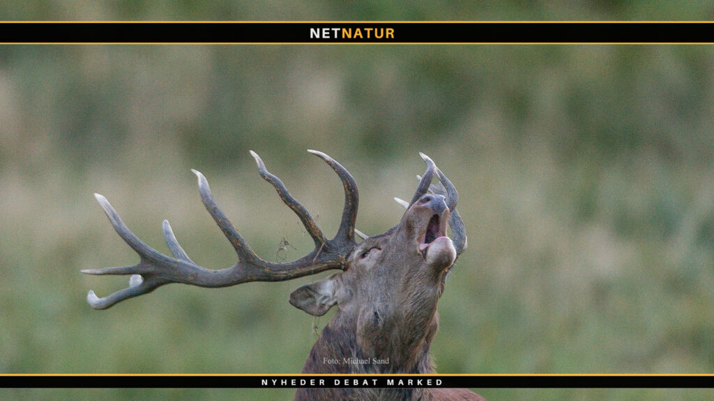 Ungarn og trofæjagt