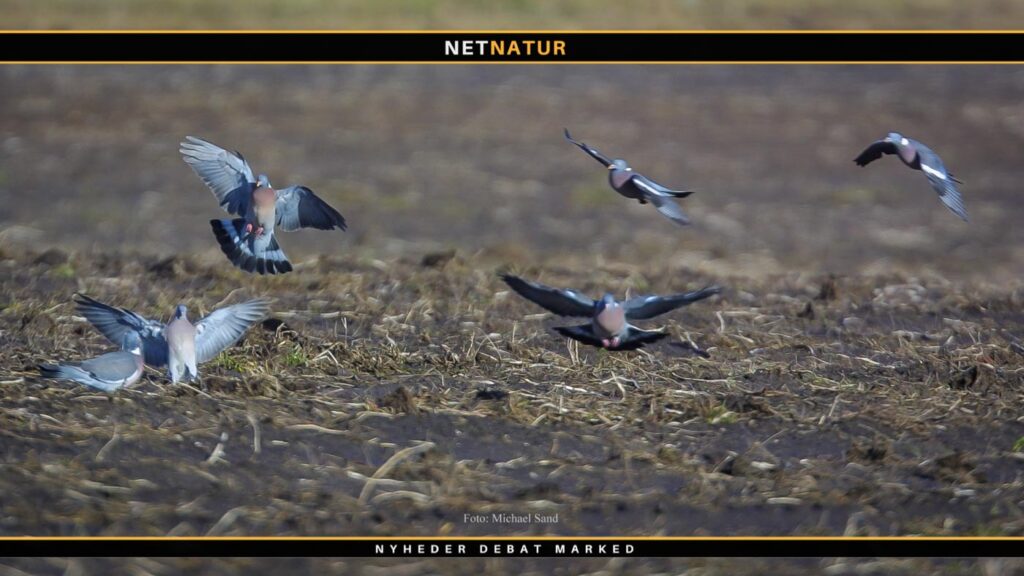 Duejagt fra liggende skjul