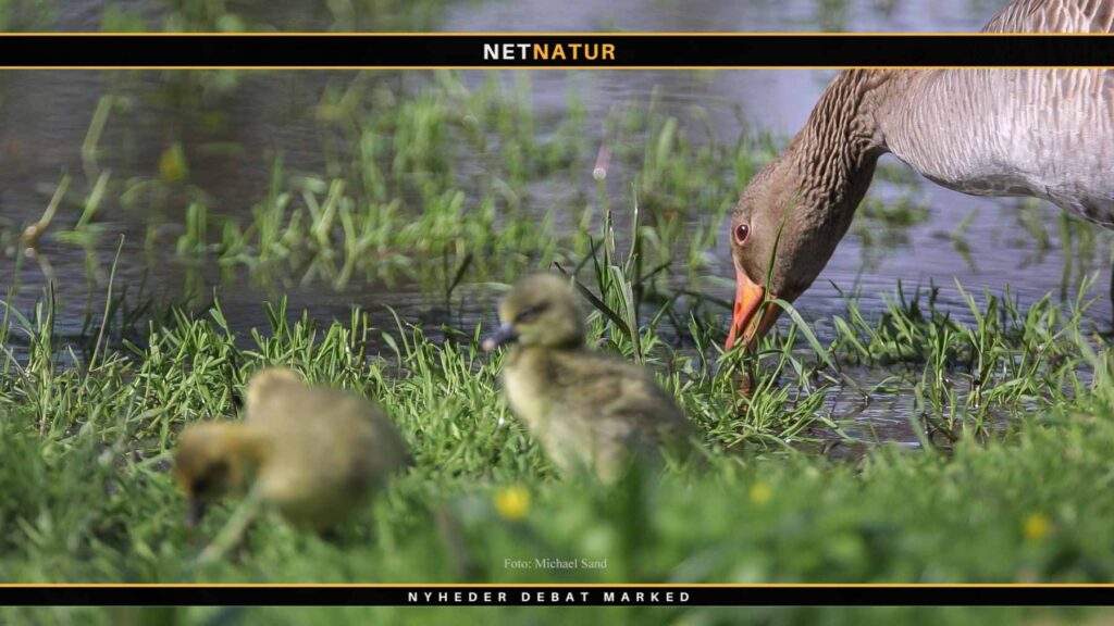 Løse hunde generer grågæs og sjældne ynglefugle