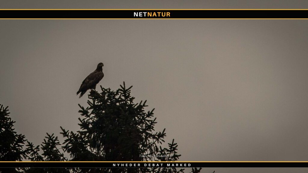 8. sæson af ørne-TV er på vingerne