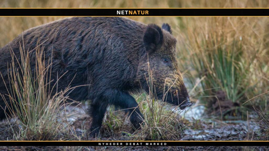 Hurtige svenske skud