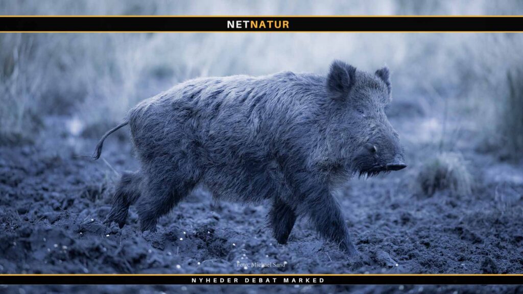 Sverige sætter hårdt ind mod voksende bestand af vildsvin