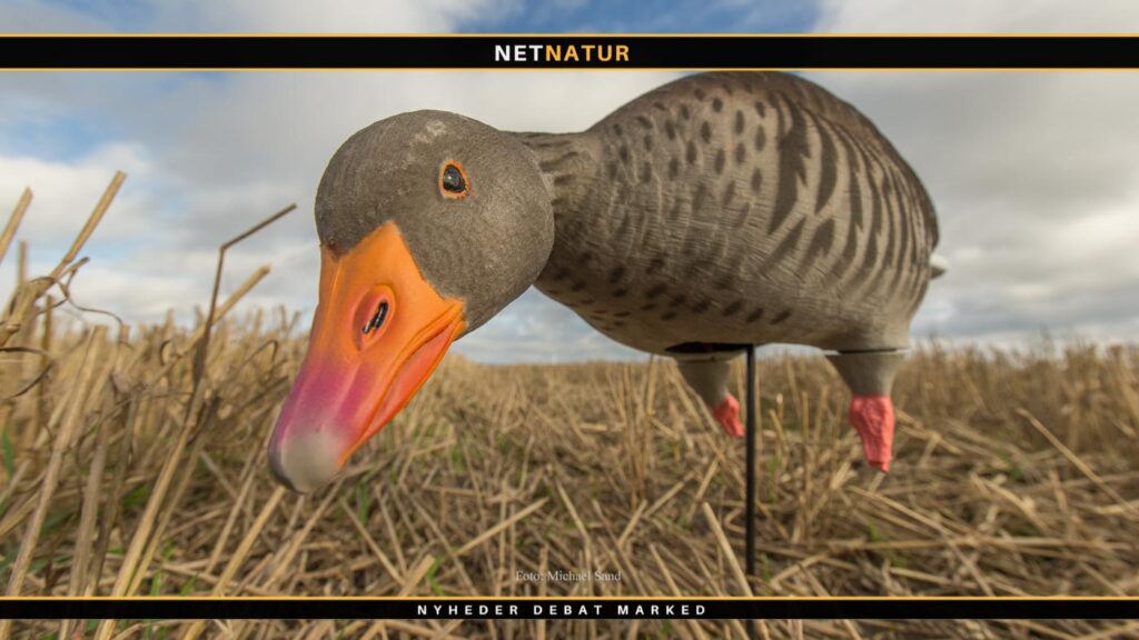 DLS savner dokumentation for anvendelse af 300 millioner jagttegnskroner