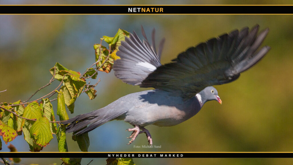 Ringduen har startet æglægningen i januar