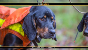 Bracke – jagthunden til drev og spor Bracke - jagthunden til drev og spor