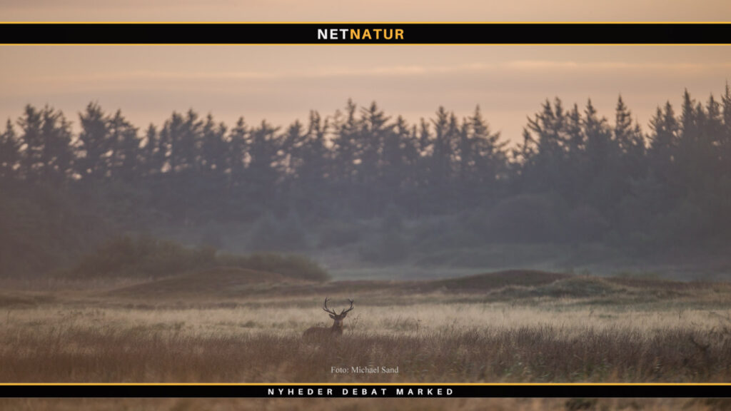 280 ha jagt udlejes ved Ulfborg