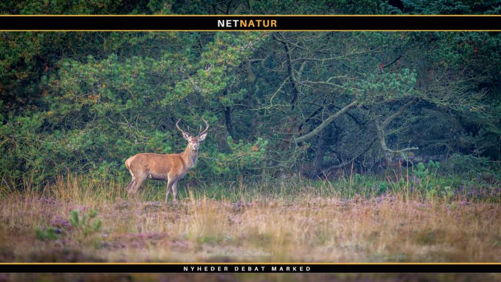 Naturstyrelsens naturpleje skal gennem servicetjek