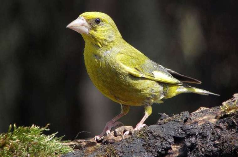 Grønirisker dør som følge af parasitter i svælget