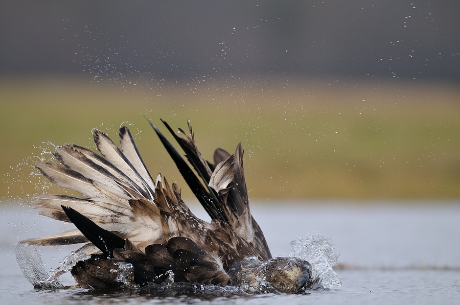 Yderligere tre havørne fundet døde på Tåsinge