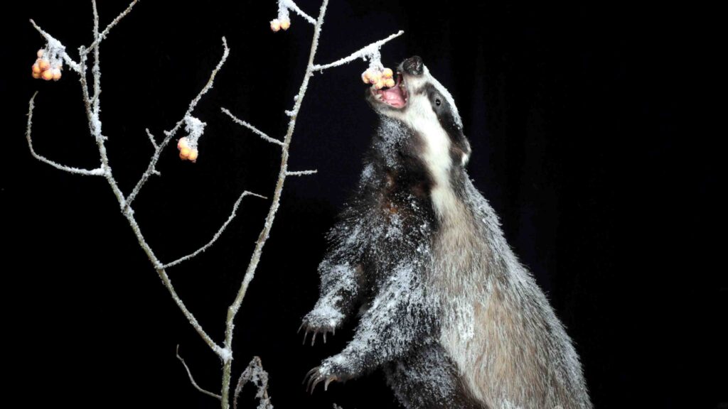 Danskejet konservatorfirma hædret i international konkurrence